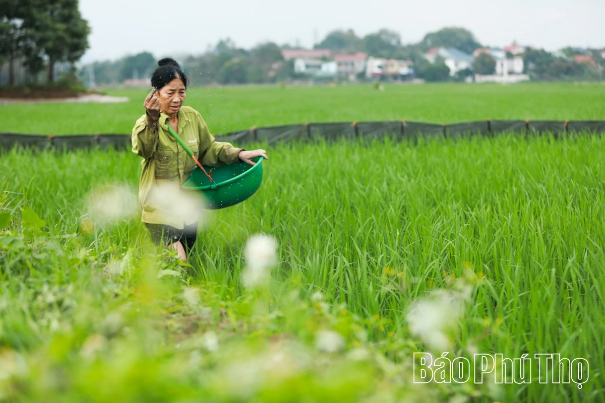 Rộn ràng khí thế lao động sản xuất nông nghiệp đầu Xuân mới
