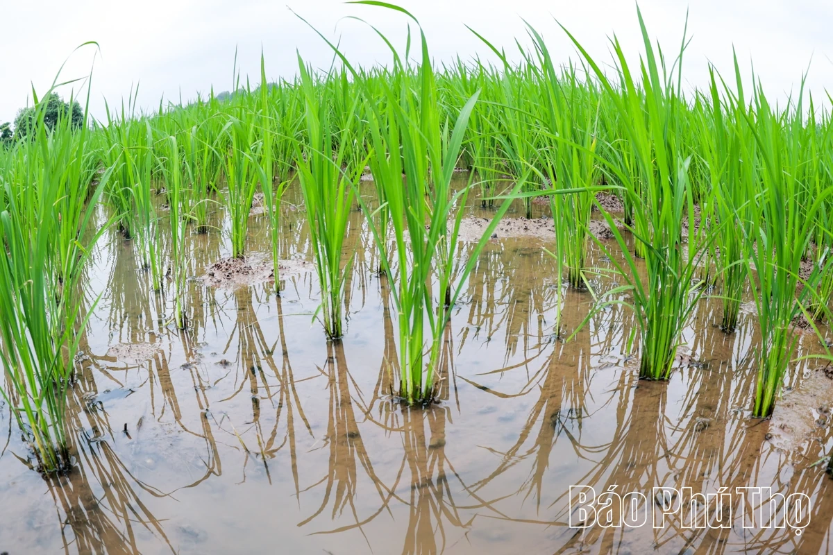 Rộn ràng khí thế lao động sản xuất nông nghiệp đầu Xuân mới