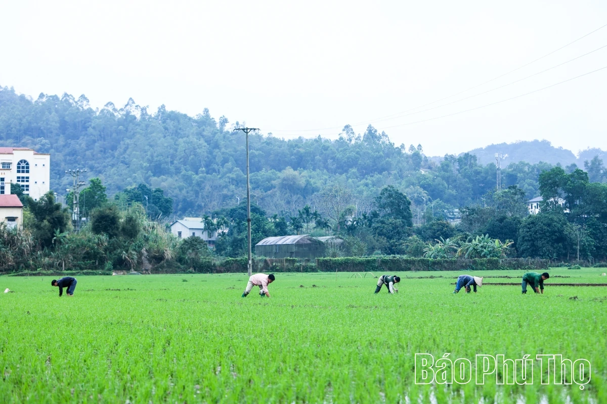 Rộn ràng khí thế lao động sản xuất nông nghiệp đầu Xuân mới