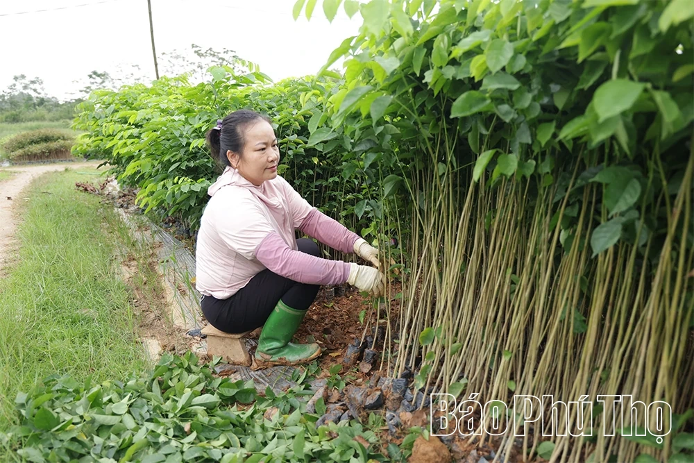Hội Nông dân xã Tam Dương phát động phong trào thi đua sản xuất ngay từ đầu năm