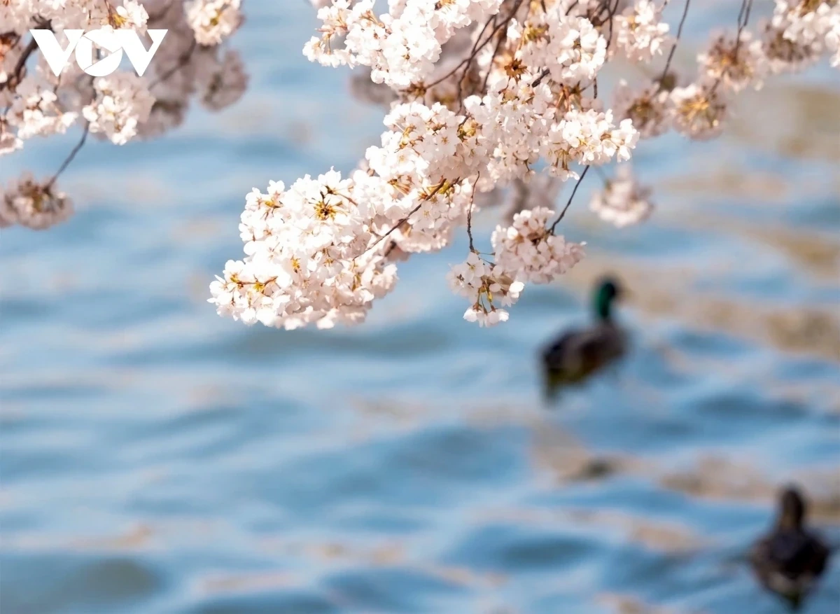 hàng triệu du khách đổ về washington d.c. ngắm mùa hoa anh đào nở rộ hình ảnh 1 Hàng triệu du khách đổ về Washington D.C. ngắm mùa hoa anh đào nở rộ