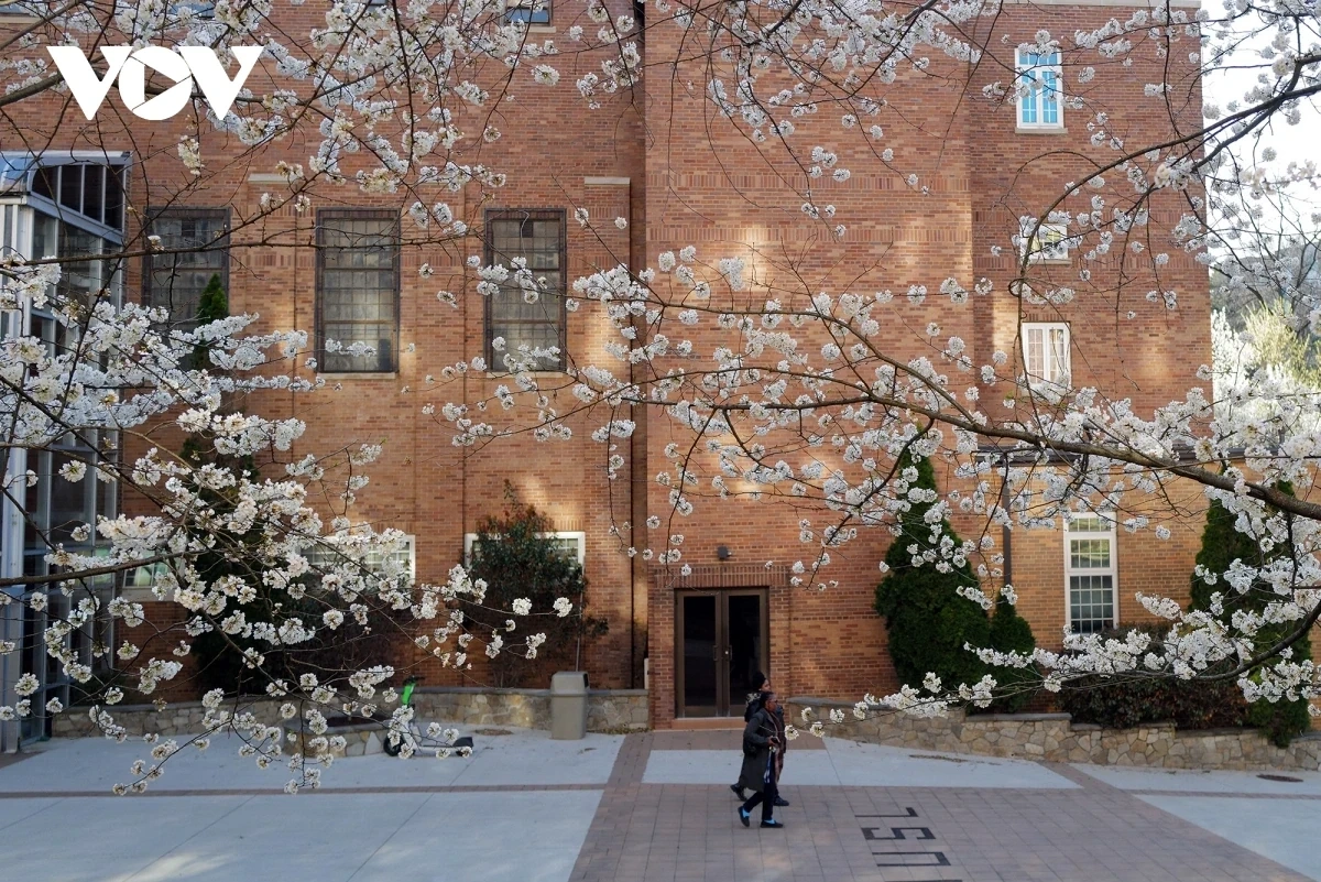 hàng triệu du khách đổ về washington d.c. ngắm mùa hoa anh đào nở rộ hình ảnh 2 Hàng triệu du khách đổ về Washington D.C. ngắm mùa hoa anh đào nở rộ