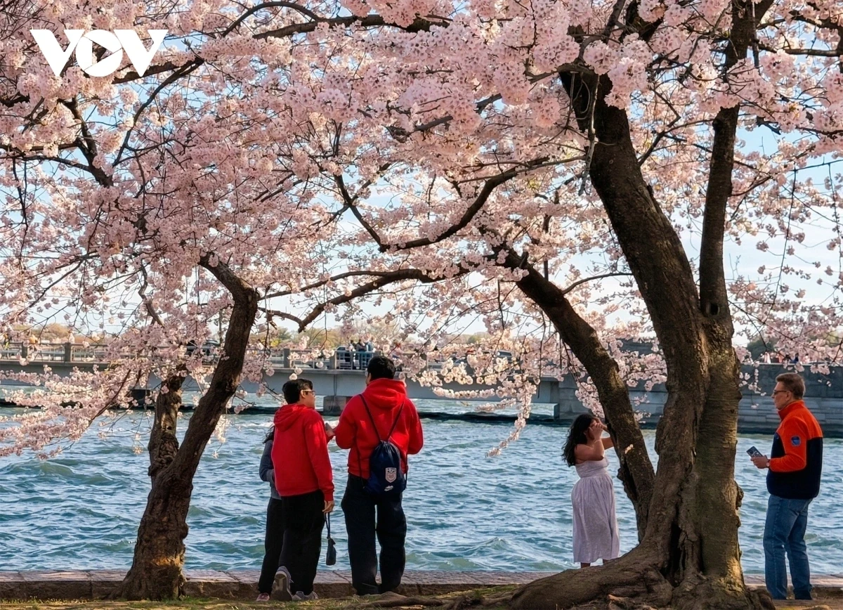 hàng triệu du khách đổ về washington d.c. ngắm mùa hoa anh đào nở rộ hình ảnh 3 Hàng triệu du khách đổ về Washington D.C. ngắm mùa hoa anh đào nở rộ