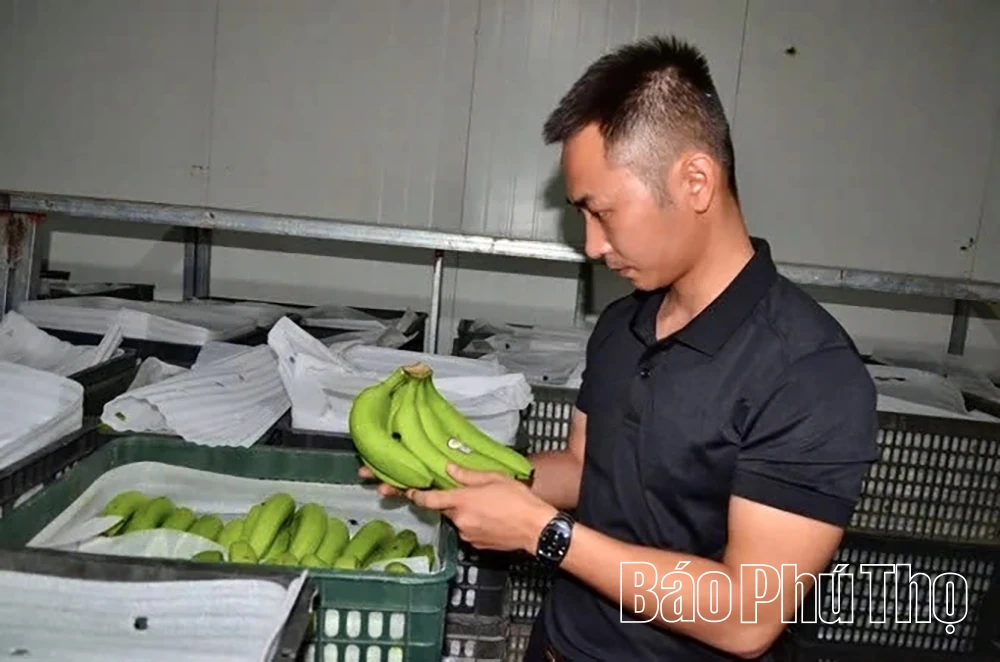 Tiên phong ứng dụng công nghệ cao trong lĩnh vực nông nghiệp