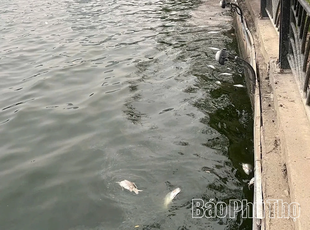 Sau đợt nắng nóng, cá chết rải rác ở hồ Công viên Văn Lang