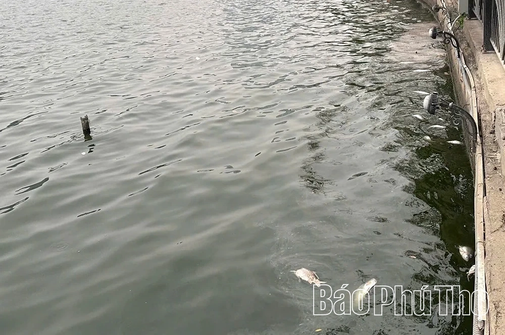 Sau đợt nắng nóng, cá chết rải rác ở hồ Công viên Văn Lang