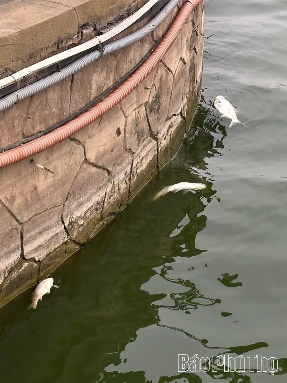 Sau đợt nắng nóng, cá chết rải rác ở hồ Công viên Văn Lang