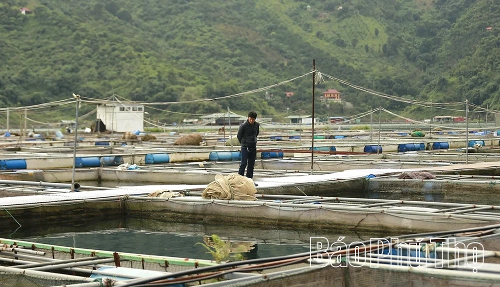 Hướng tới xây dựng thương hiệu riêng cho thủy sản Phú Thọ