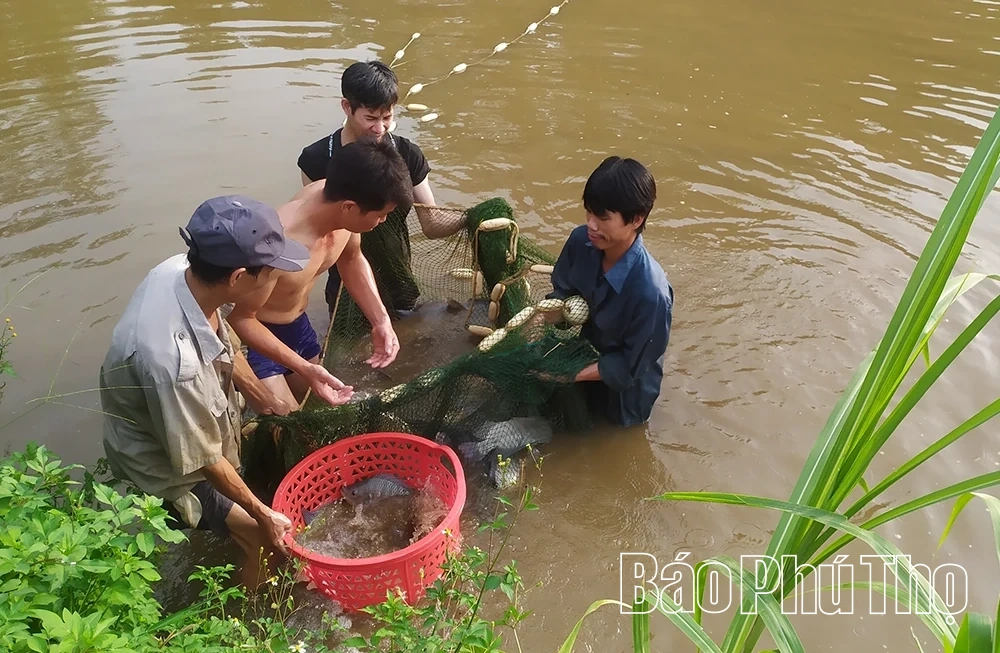 Hướng tới xây dựng thương hiệu riêng cho thủy sản Phú Thọ