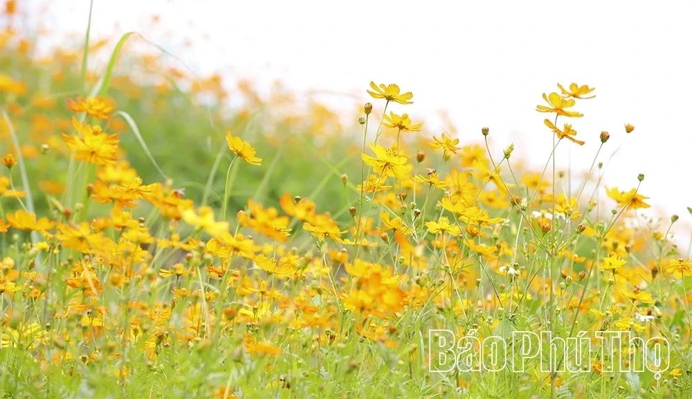 Xom Mung Vibrant in Cosmos Flower Season