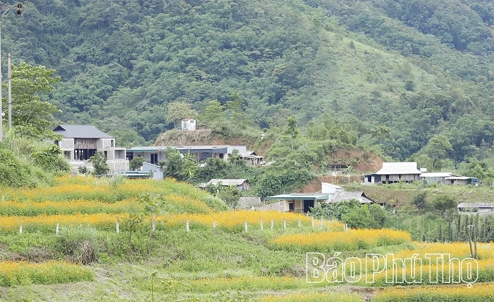 Xom Mung Vibrant in Cosmos Flower Season