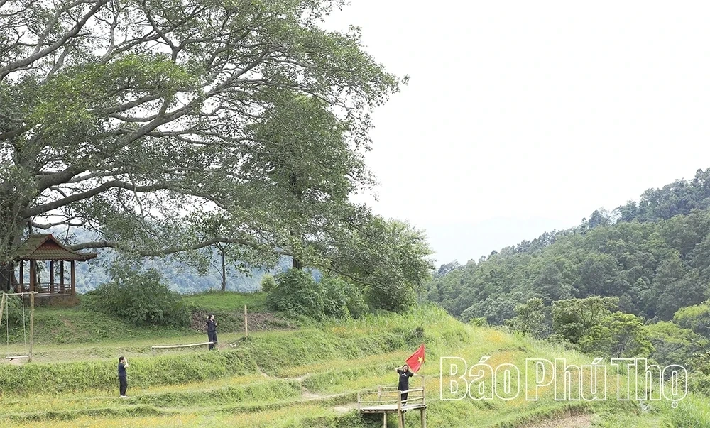 Xom Mung Vibrant in Cosmos Flower Season