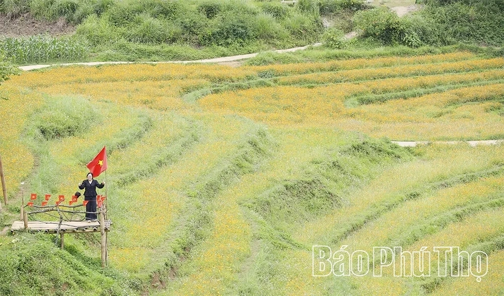 Xom Mung Vibrant in Cosmos Flower Season