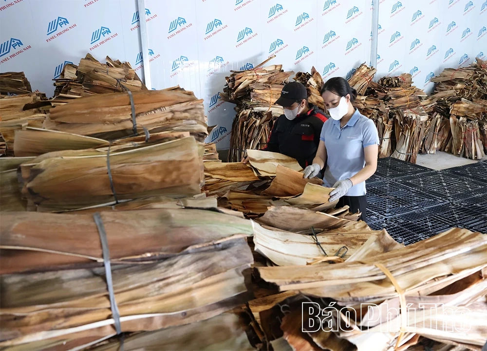 Những sản phẩm thân thiện với môi trường được làm từ chiếc mo cau