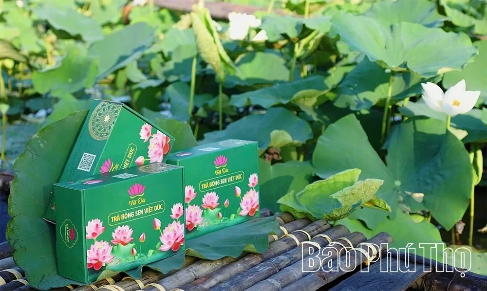 The Fragrance of Lotus Calling the Season