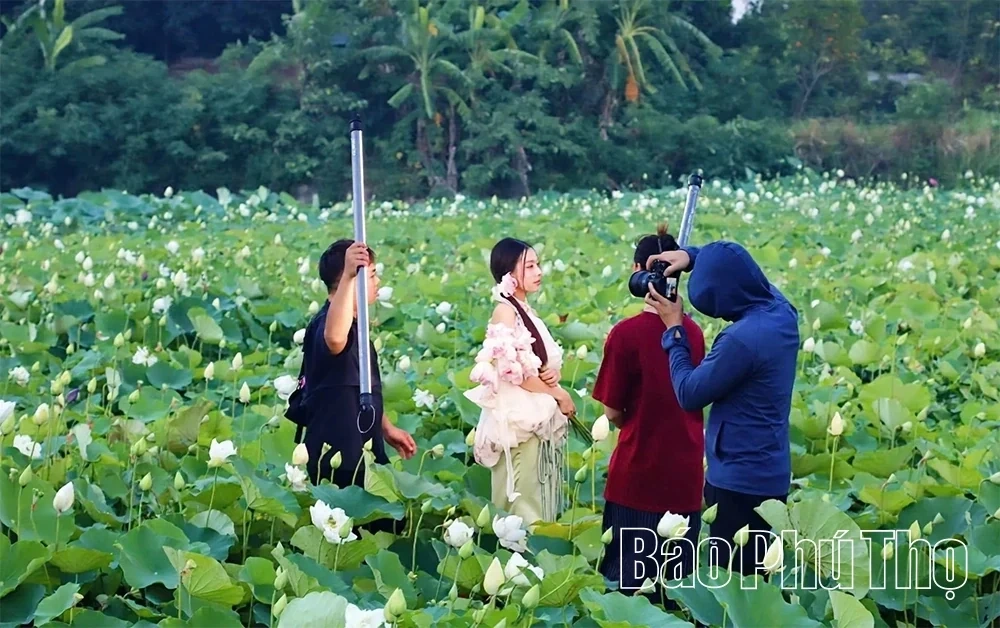 The Fragrance of Lotus Calling the Season