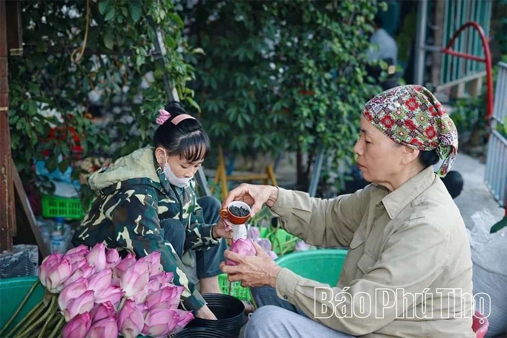 The Fragrance of Lotus Calling the Season