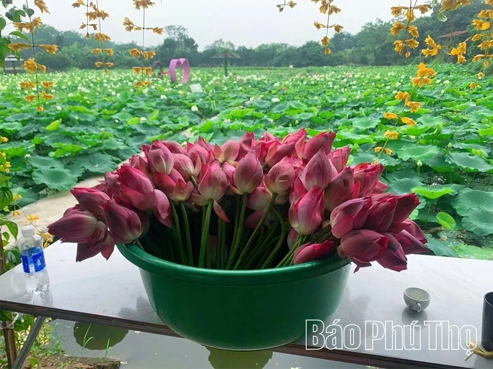 The Fragrance of Lotus Calling the Season