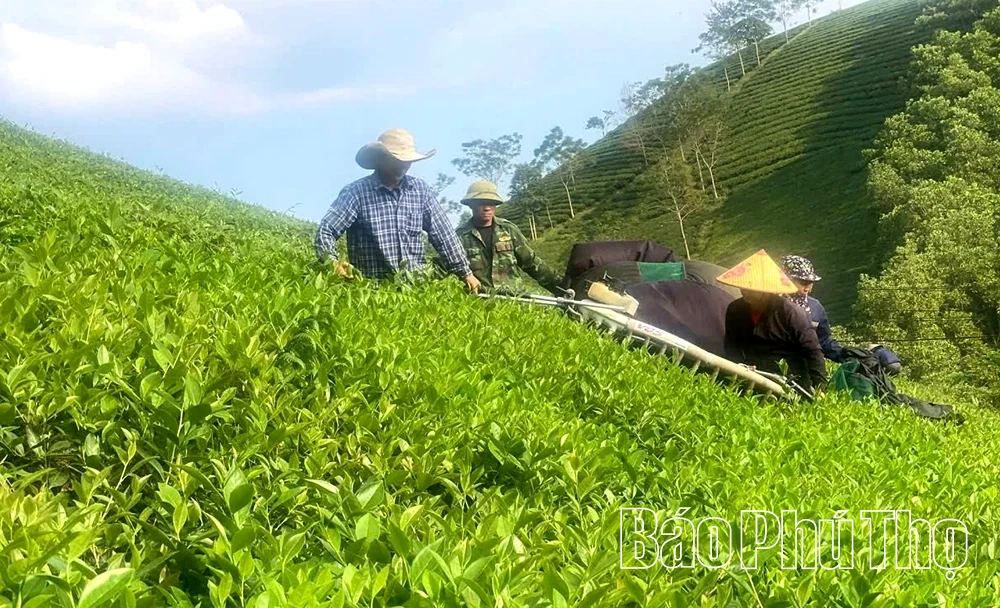 Thâm canh chè theo hướng an toàn sinh học