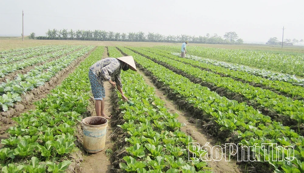 Liên kết tạo lực cho hợp tác xã