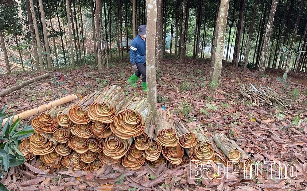 Thượng Long thơm hương quế