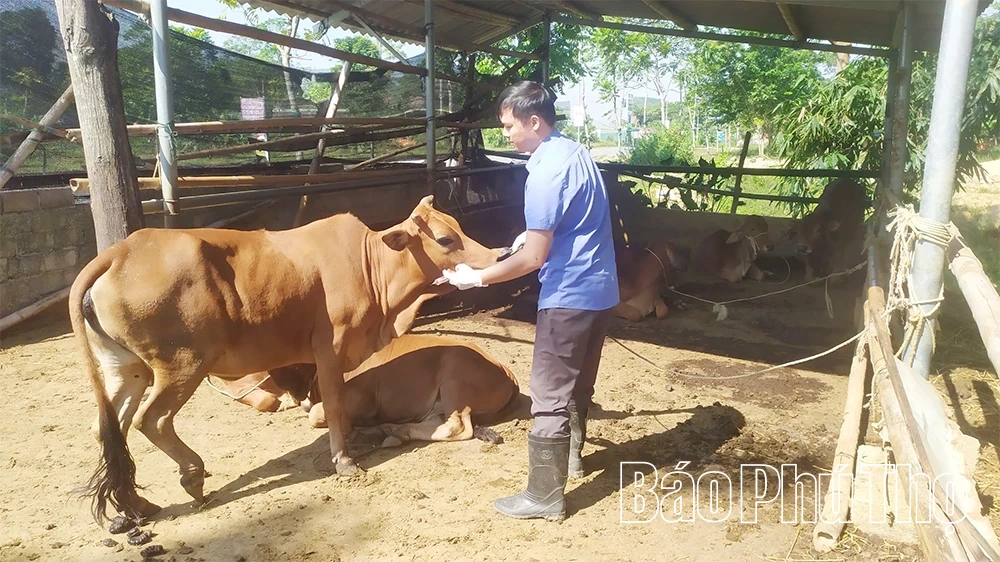 Lai Đồng chủ động phòng chống dịch bệnh trong chăn nuôi