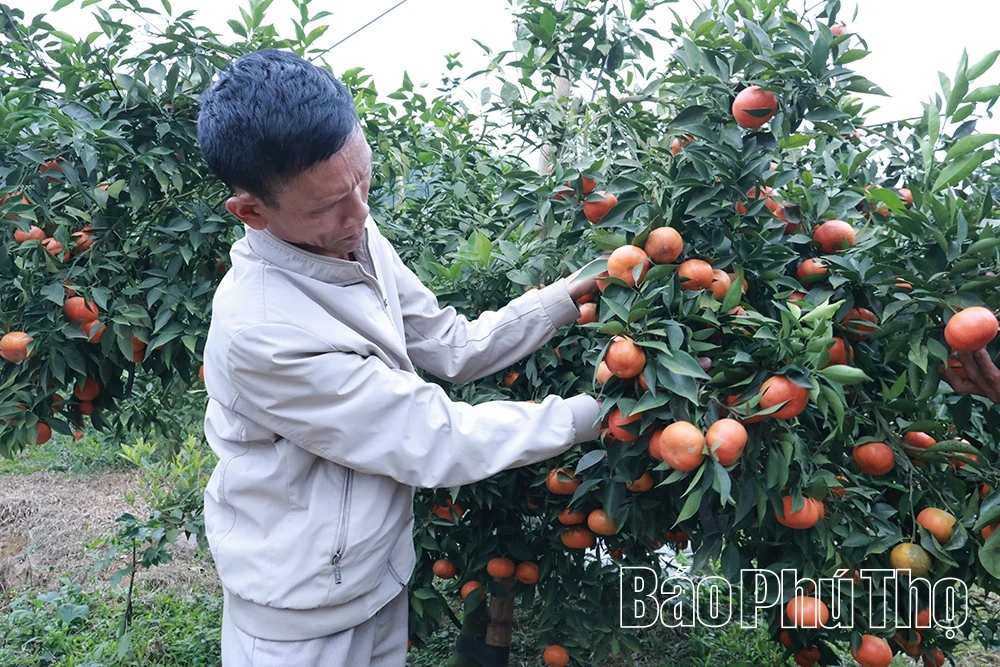 Thu Cúc nỗ lực giảm nghèo bền vững