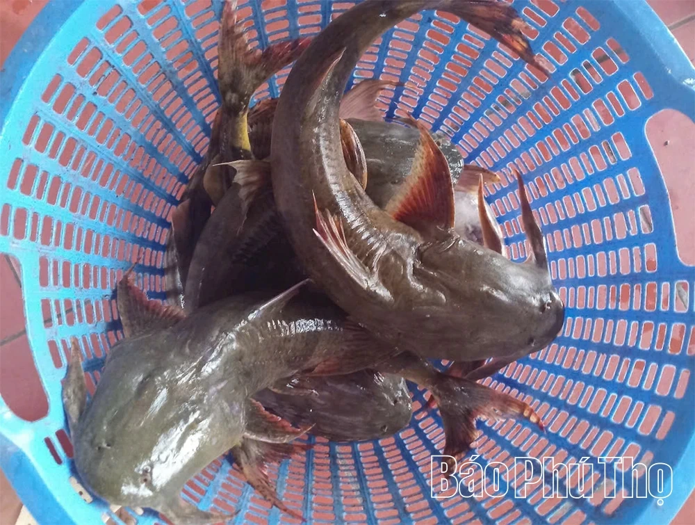 Delicious Dishes of the Da River