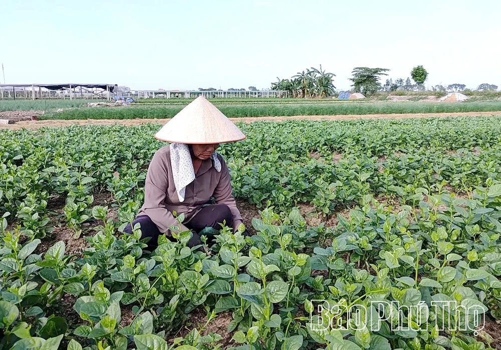 Nâng cao năng lực tổ chức sản xuất, quản lý chất lượng nông sản