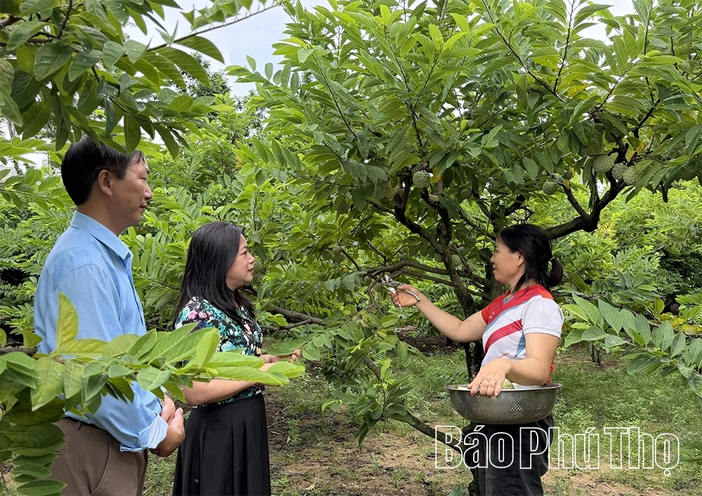 Xây dựng mã số vùng trồng - Nâng tầm thương hiệu na Bồ Lý