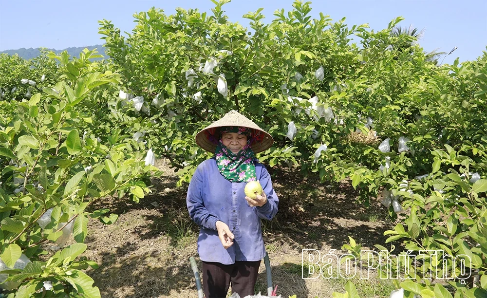 Điền chủ xóm khai hoang