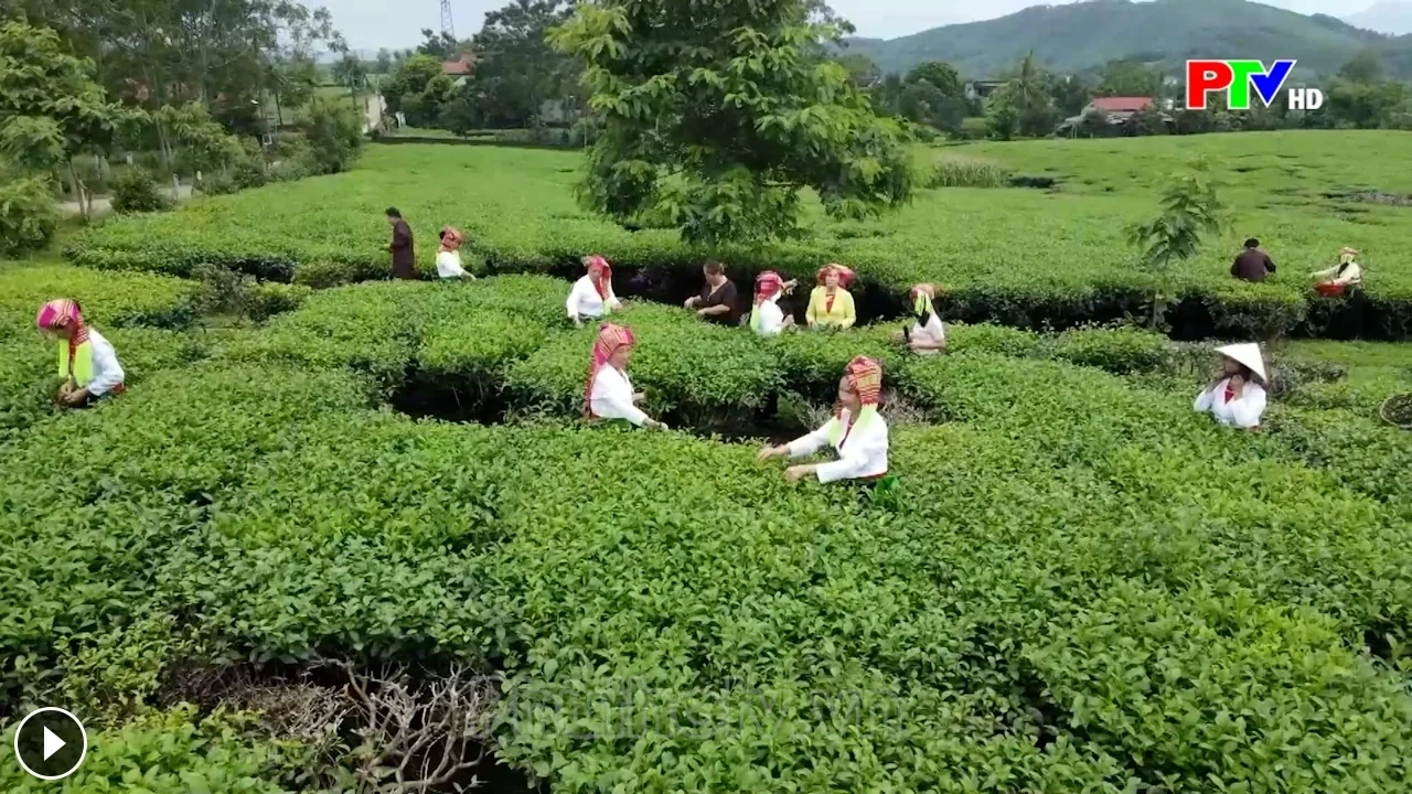 Võ Miếu mùa xanh