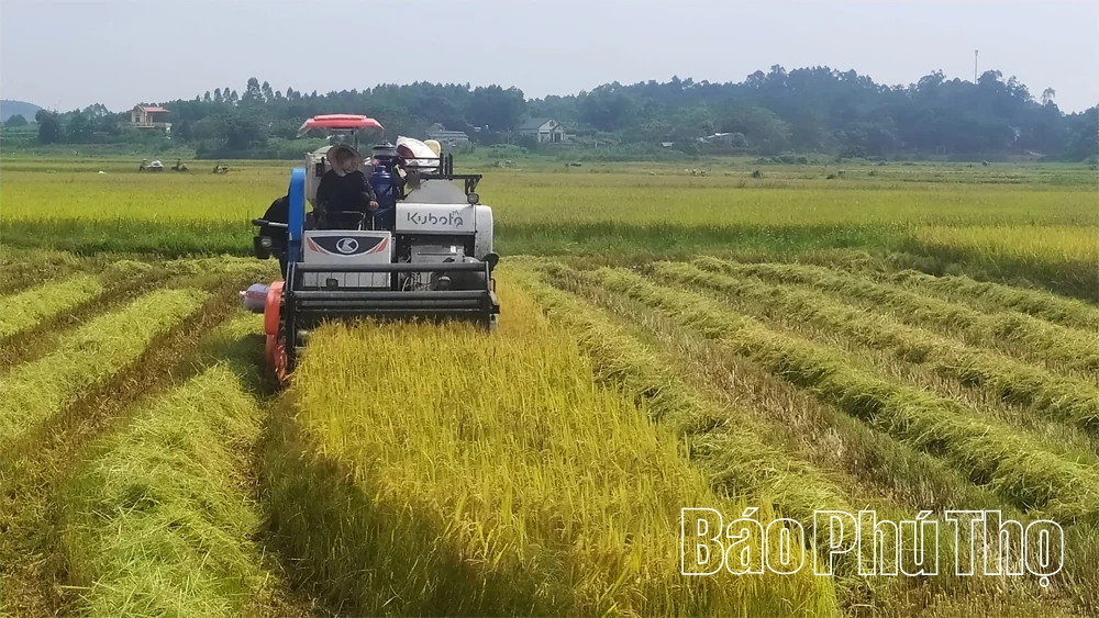 Sơn Đông khẩn trương sản xuất vụ Đông