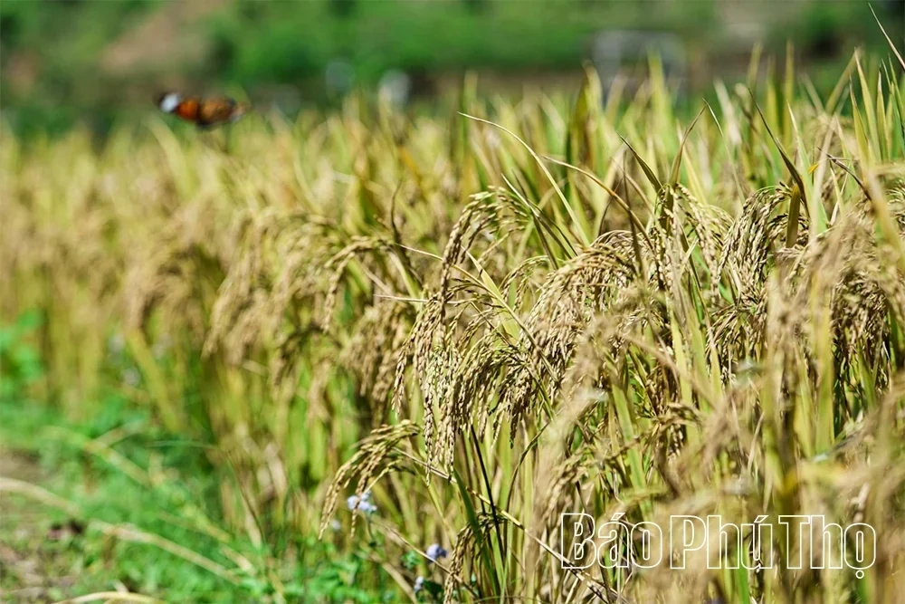 Mung Village in Cao Phong — Colors of Highland Tourism