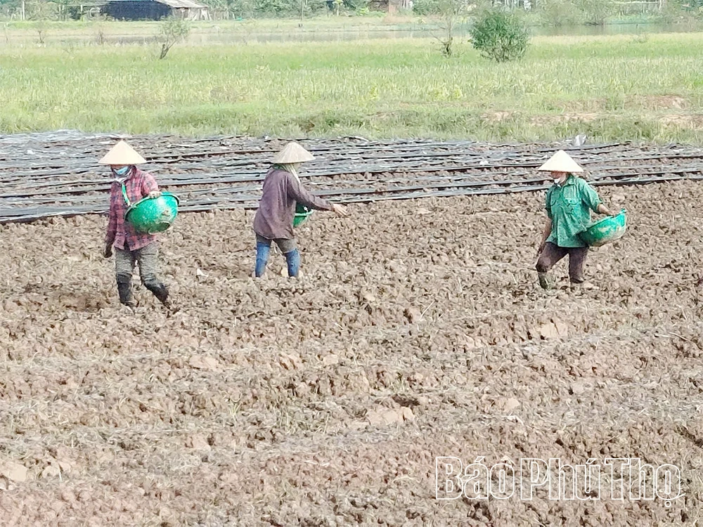 Thay đổi trong sản xuất vụ Đông ở Xuân Đài
