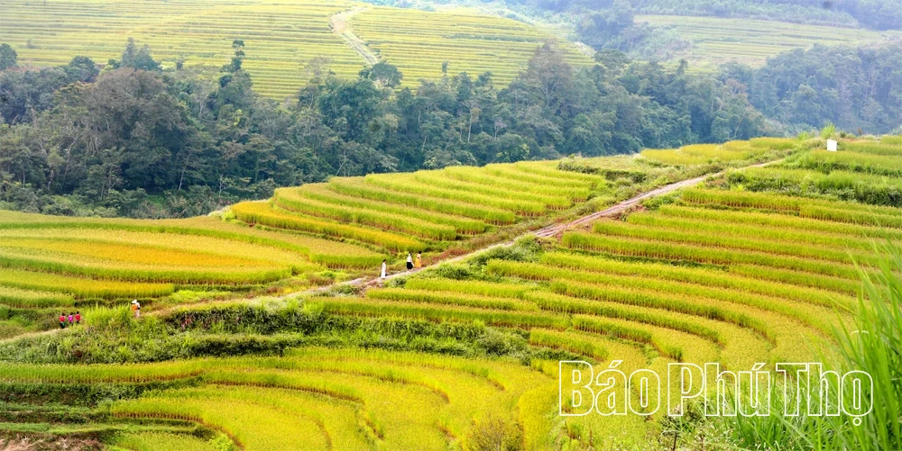 Hồn lúa trong lễ cơm mới giữa mùa vàng ở Miền Đồi