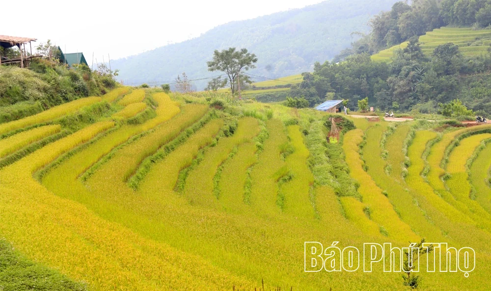 Hồn lúa trong lễ cơm mới giữa mùa vàng ở Miền Đồi