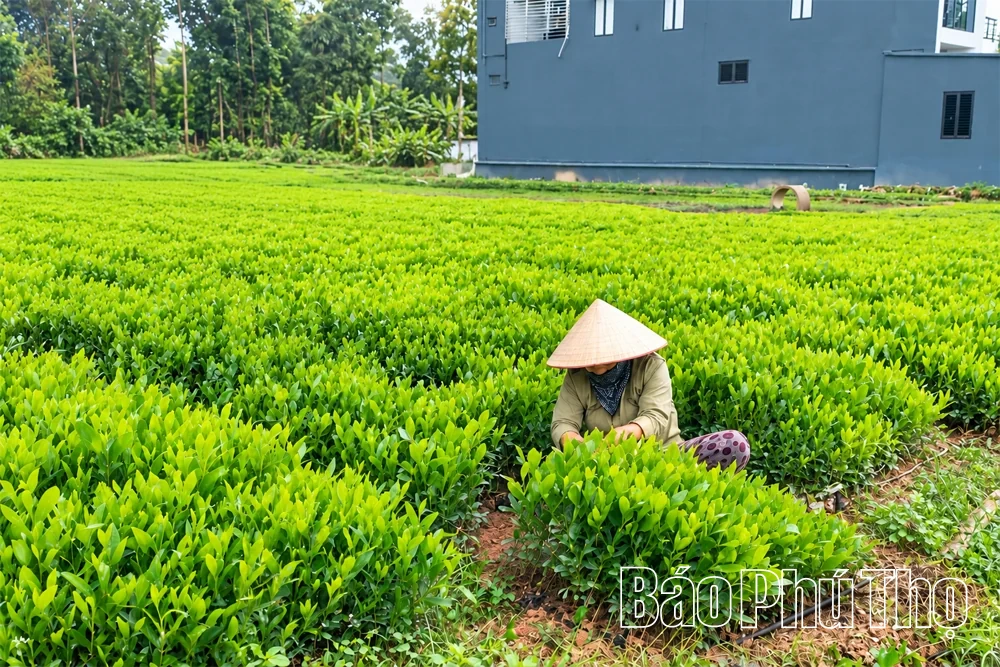 Trồng rừng tập trung vượt 10,8% kế hoạch