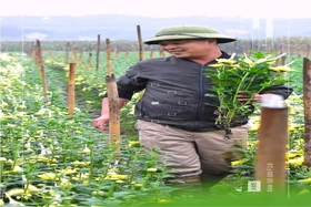 Flower villages welcoming Tet