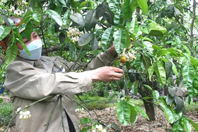“Kết duyên” cho bưởi
