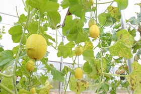 Gathering Asaki Melon