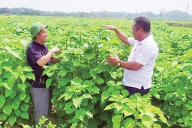 Hướng đi mới của các hợp tác xã nông nghiệp