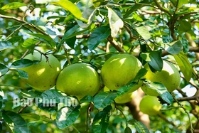 Bưởi Đoan Hùng vào mùa thu hoạch