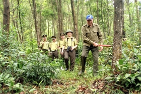 “Bốn tại chỗ” trong phòng cháy, chữa cháy rừng
