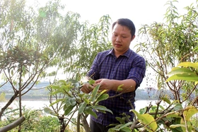 Kỳ công mai vàng khoe sắc