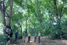 Trong cánh rừng lim