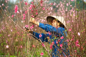 Những mùa bới gọi Xuân
