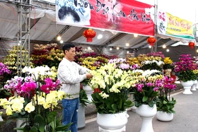 Tet flowers on streets