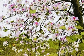 Camel's foot flower fragrance