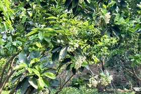 Grapefruit blossom season calls for March